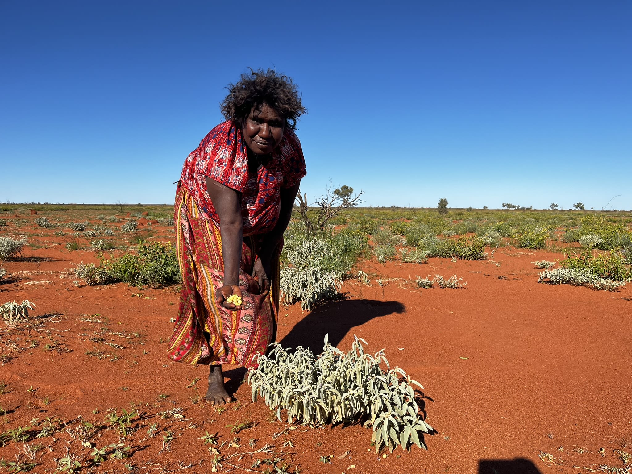 An Indigenous woman harvesting bush tomatoes from a plant that has grown up in a fresh fire scar.