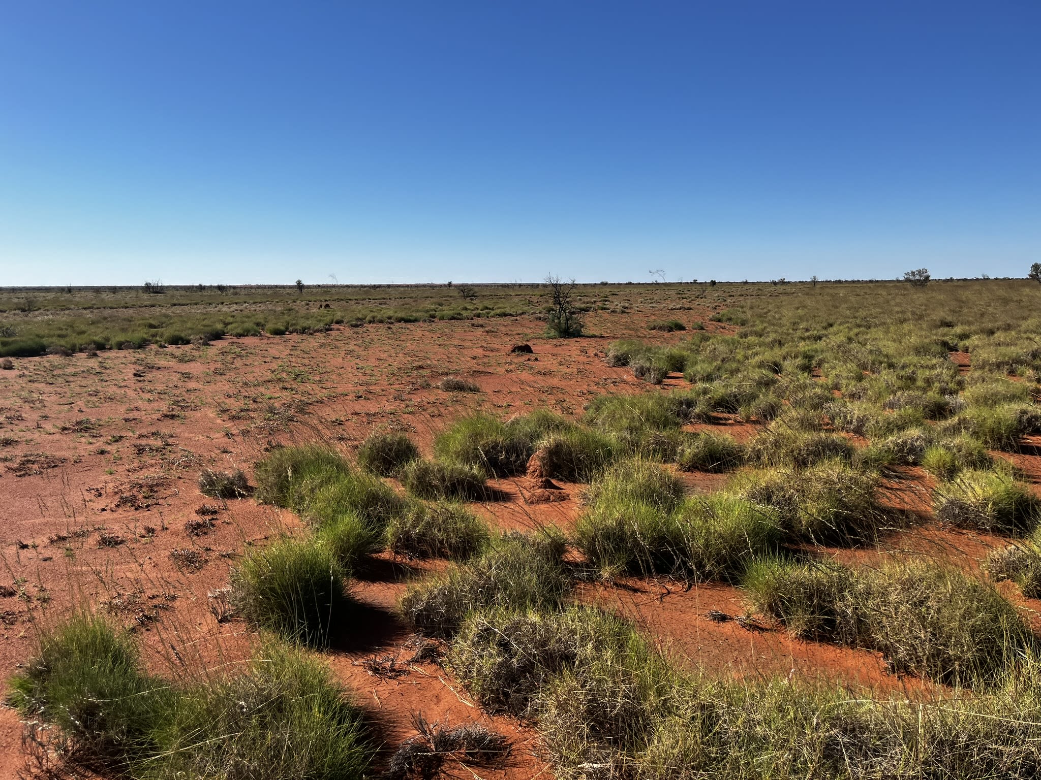 Ожоговый шрам, демонстрирующий разницу между старым спинифексом и новым ростом.