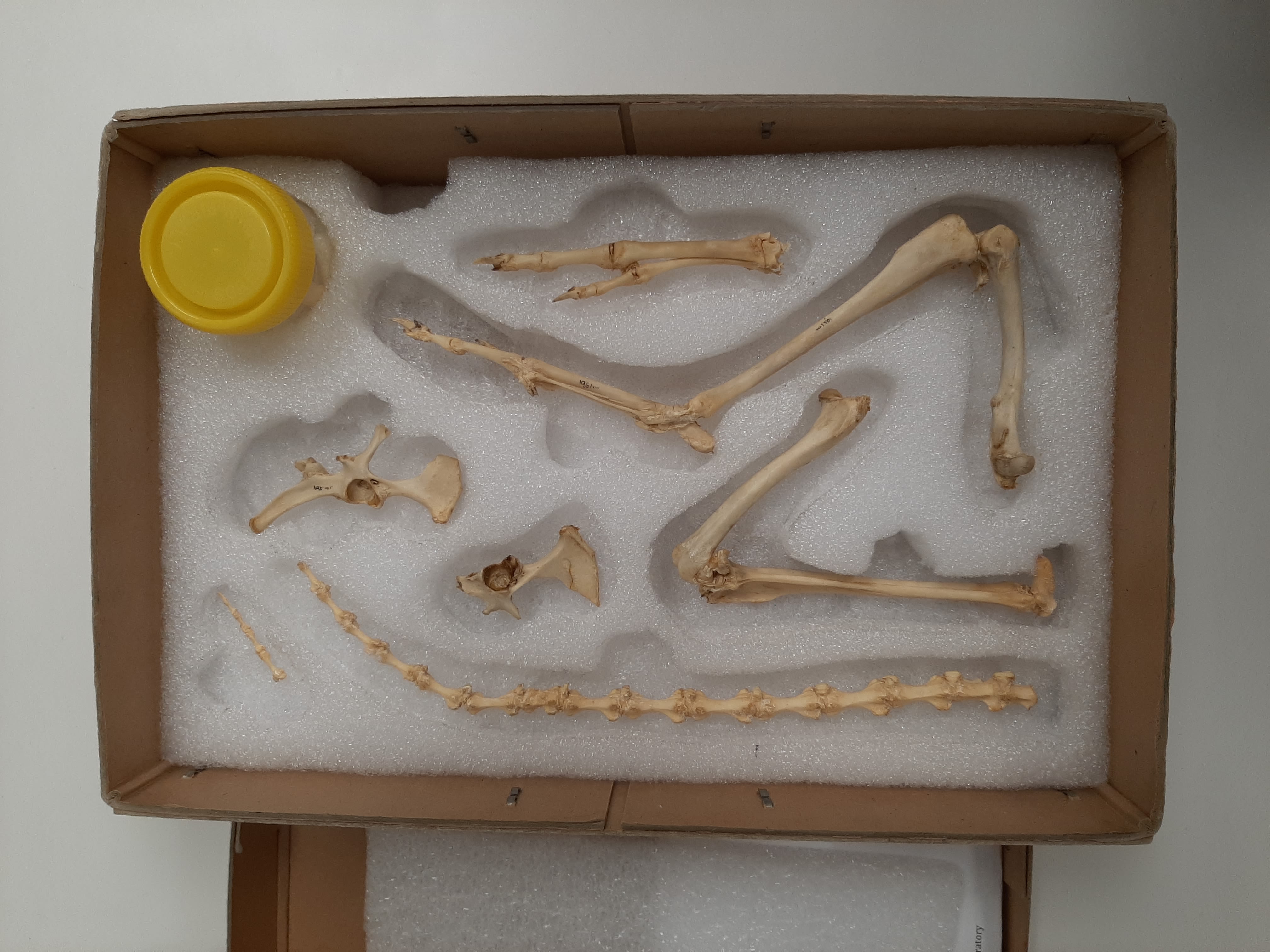 Bones packaged in a foam box